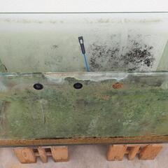 (値下げしました)90ガラス水槽