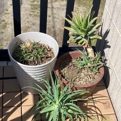 【無料です】アロエ3鉢と大型鉢数個（おまけ）ご希望の方に多肉植物...