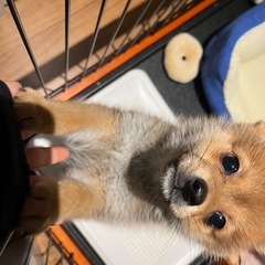 ポメ柴のせるくん。3ヶ月と少し❁⃘