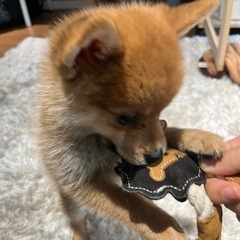 ポメ柴のせるくん。3ヶ月と少し❁⃘ - 犬