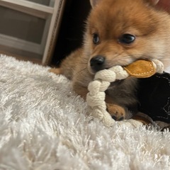 ポメ柴のせるくん。3ヶ月と少し❁⃘ - 中野区