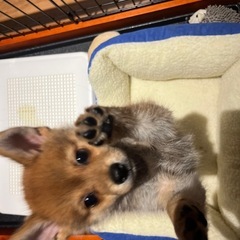 ポメ柴のせるくん。3ヶ月と少し❁⃘ - 里親募集