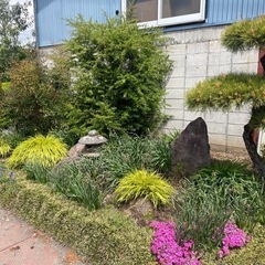 5月17日まで！　芝　リュウノヒゲの画像