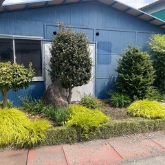 5月17日まで！　芝　リュウノヒゲの画像