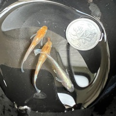 🐟朱光菊