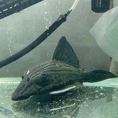 【熱帯魚】ロイヤルプレコ20cm