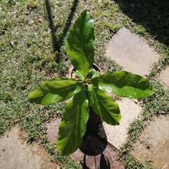 実生　オキナワウラジロガシ　どんぐりの木　　　の画像