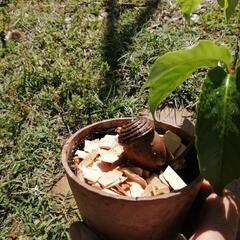 実生　オキナワウラジロガシ　どんぐりの木　　　の画像