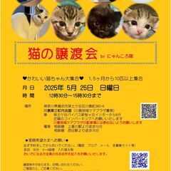 5/22　猫の譲渡会　BYにゃんころ隊
