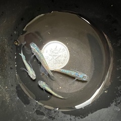 🐟ネプチューン