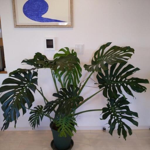 超巨大 超希少 モンステラ【引き取り限定】