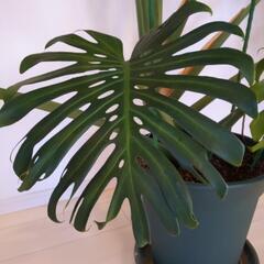 超巨大 超希少 モンステラ【引き取り限定】