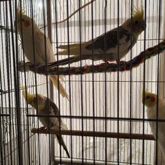 オカメインコ　コザクラインコ - 四街道市