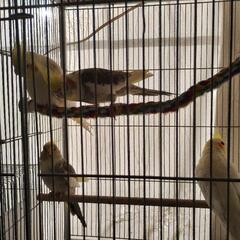オカメインコ　コザクラインコ
