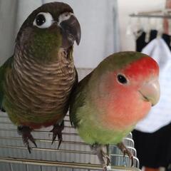 オカメインコ　コザクラインコ − 千葉県