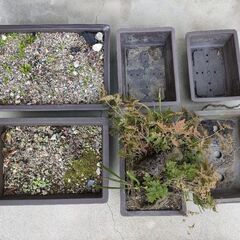 無料　植木鉢6個セット盆栽