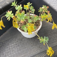 🩷 植物 セダム・パルメリ