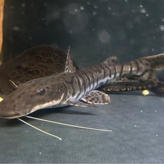 タイガーシャベルノーズキャット