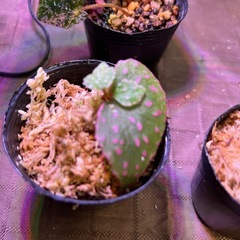パルダリウムセット5点
セット 
