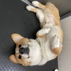 犬友募集🐶💛 一緒にお散歩・犬カフェ行けるお友達がほしい☺️