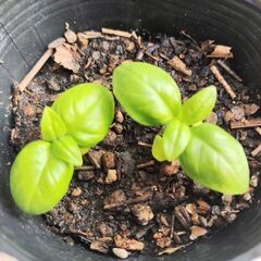🌱バジル(ちび苗)🌱2025