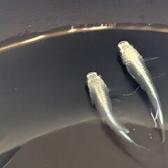 ② 早めの取引限定の方のみ！ミックスメダカさしあげます！(写真の...