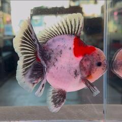 ローズテールオランダ　極上　13cm　金魚　らんちゅう　メダカ　熱帯魚