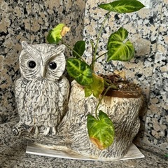 フクロウ植木鉢