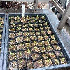 野菜の苗を買ってください。(ﾅｽ、ﾋﾟｰﾏﾝ、ｵｸﾗ、ｼｼﾄｳ他）(1本30円)の画像