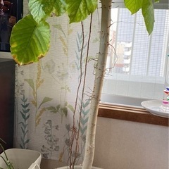 ウンベラータ　2鉢