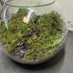 コケテラリウム　コケリウム　植物　ヤマゴケの画像