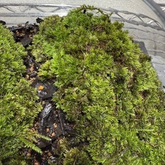 コケテラリウム　コケリウム　植物　ヤマゴケの画像