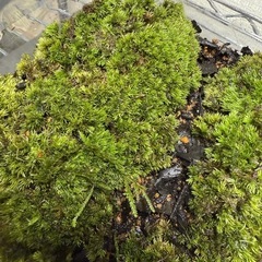 コケテラリウム　コケリウム　植物　ヤマゴケの画像