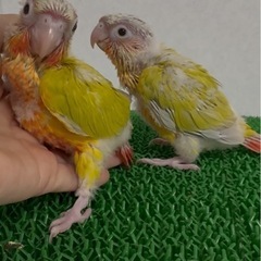 ウロコインコサンチーク　性別鑑定中