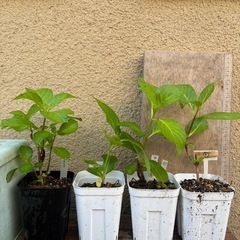 アジサイ　４種セット　まとめて　紫陽花　苗の画像