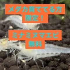 ミナミヌマエビ　無料　メダカ　めだか