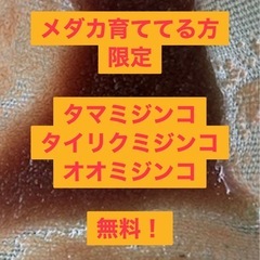 ミジンコ　各種　タマミジンコ　タイリクミジンコ　オオミジンコ　め...