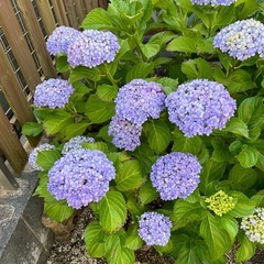 アジサイ　４種セット　まとめて　紫陽花　苗の画像