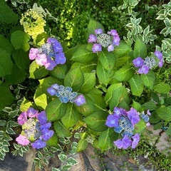 アジサイ　４種セット　まとめて　紫陽花　苗の画像