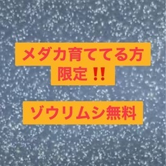 ゾウリムシ　無料　めだか　メダカ