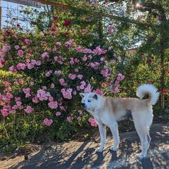 岩手県宮城県の出張ペット供養葬儀