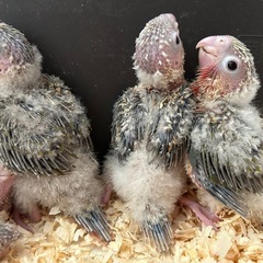 ウロコインコ  格安で出します!!