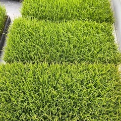 残り1日28枚‼️ 稲苗　コシヒカリ
