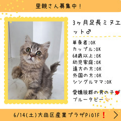 生後3ヵ月足長ミヌエット♂(⋈◍＞◡＜◍)。✧♡ 