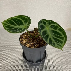 太陽園芸　アンスリウム　ドラヤキ　お椀型！