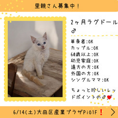里親募集中！生後2ヶ月ラグドール♂＜◍)。✧♡