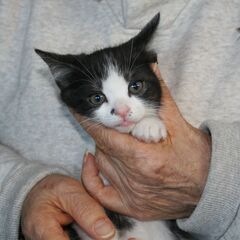 子猫里親探してます