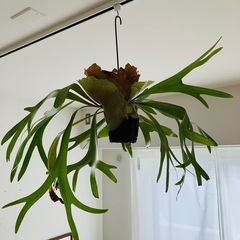 観葉植物　ビカクシダ　コウモリラン　