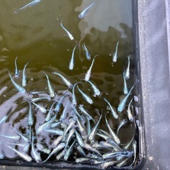 幹之メダカ　みゆき30匹