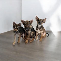 ❤️保健所からの子犬の保護犬里親緊急募集